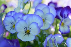 Blue  Pansies